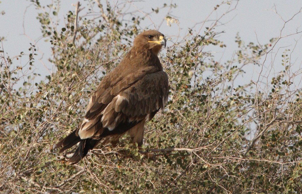 Steppe Eagle - Bhaarat Vyas