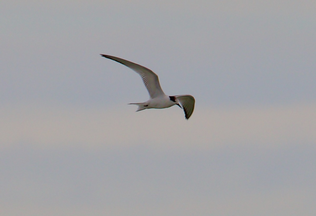 Common Tern - Andrew Kenny