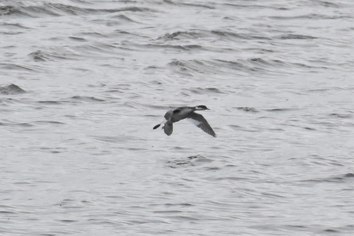 Horned Grebe - ML188623661