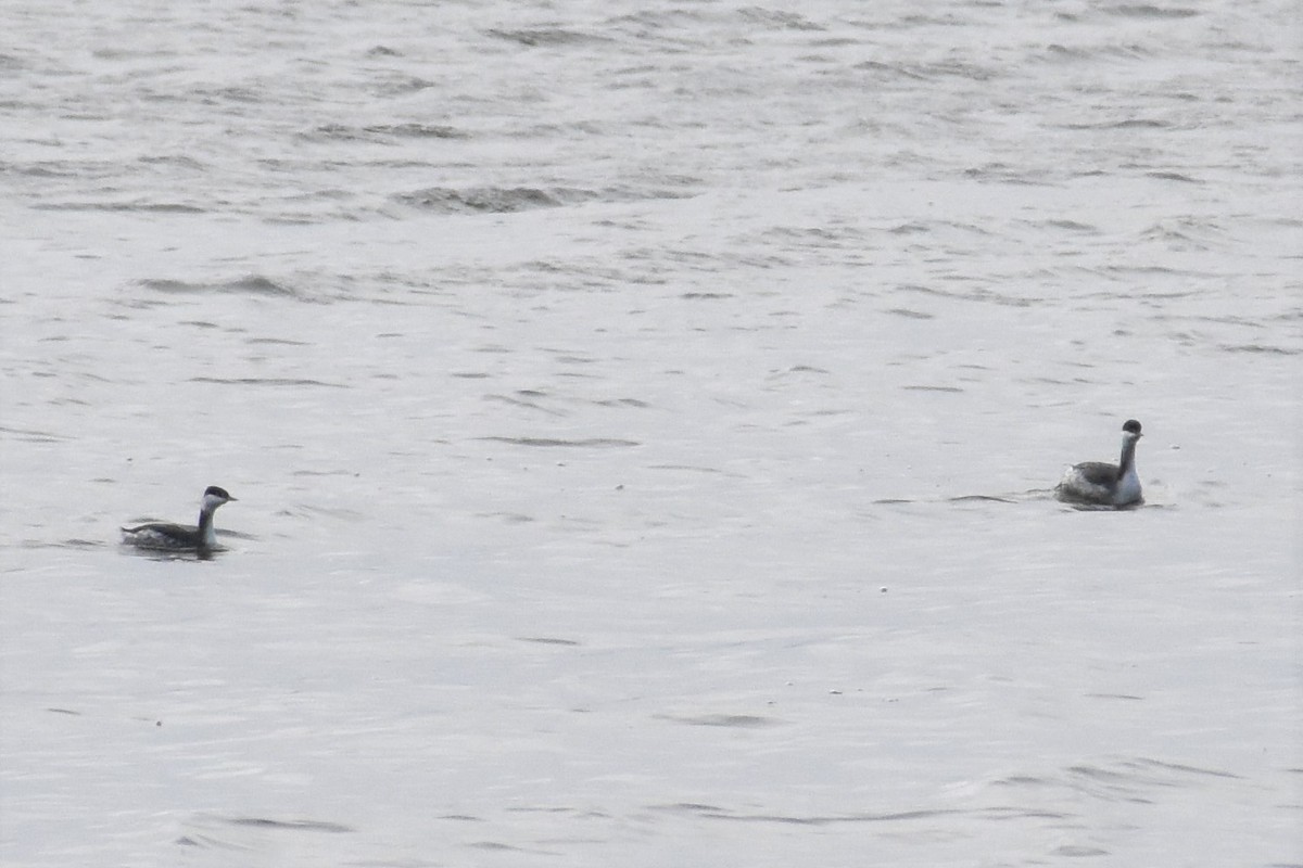 Horned Grebe - ML188623701