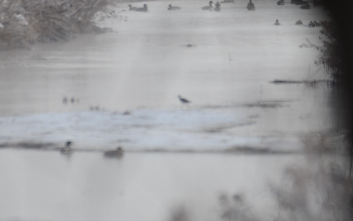 Greater Yellowlegs - ML188623971