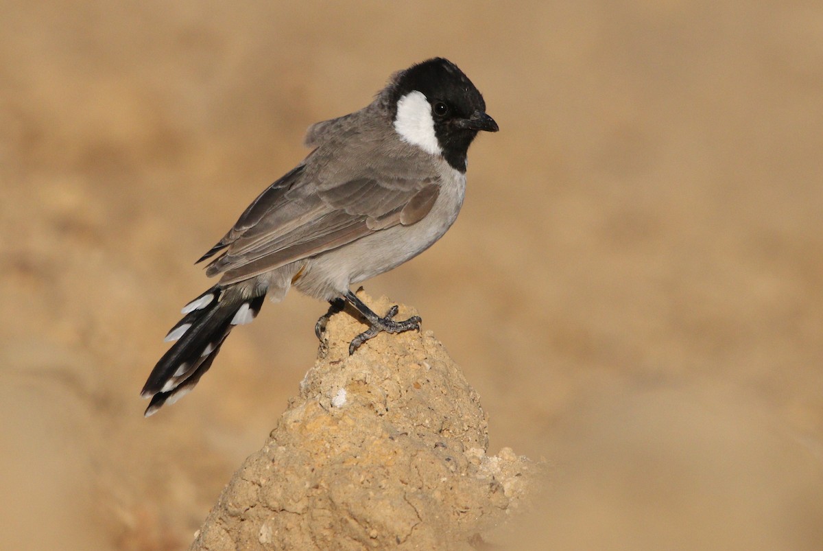 Bulbul Orejiblanco - ML188624001