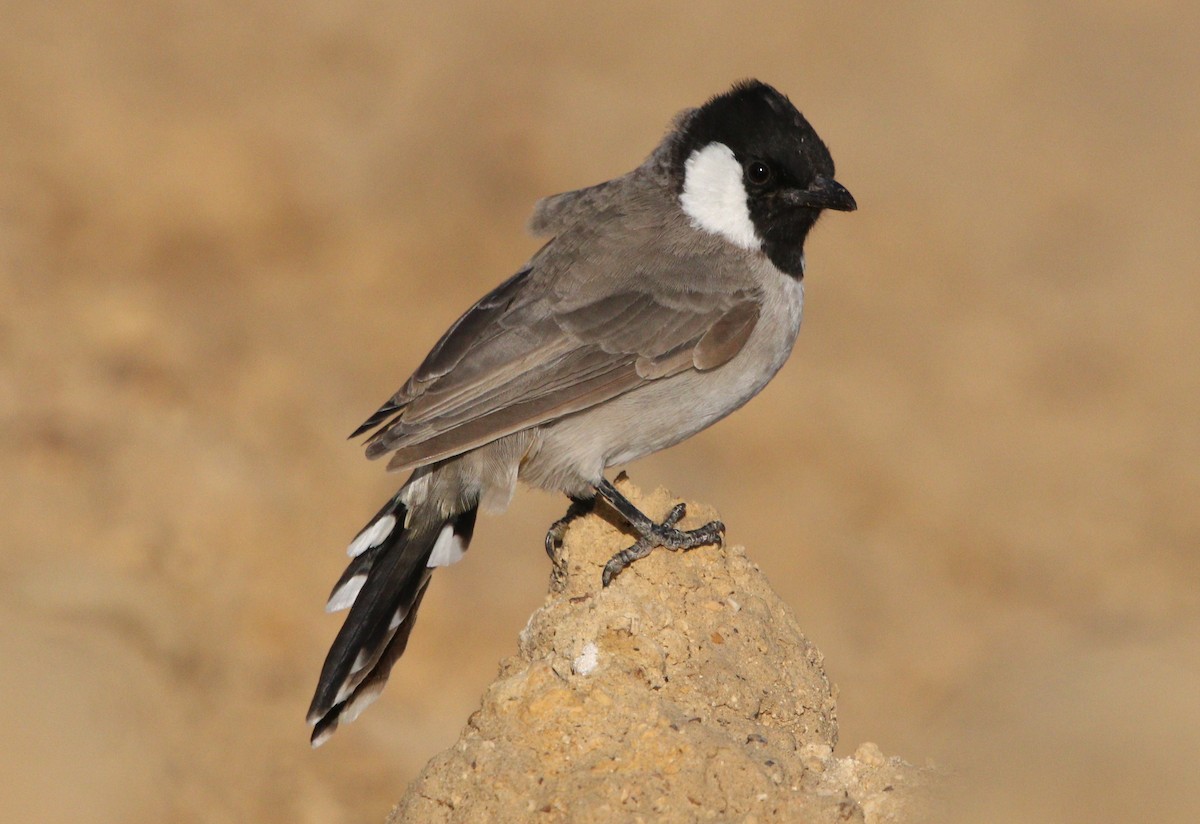 White-eared Bulbul - ML188624451