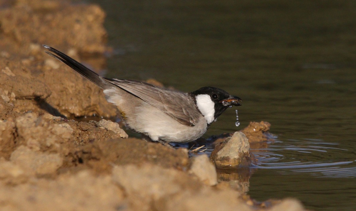 White-eared Bulbul - ML188624731