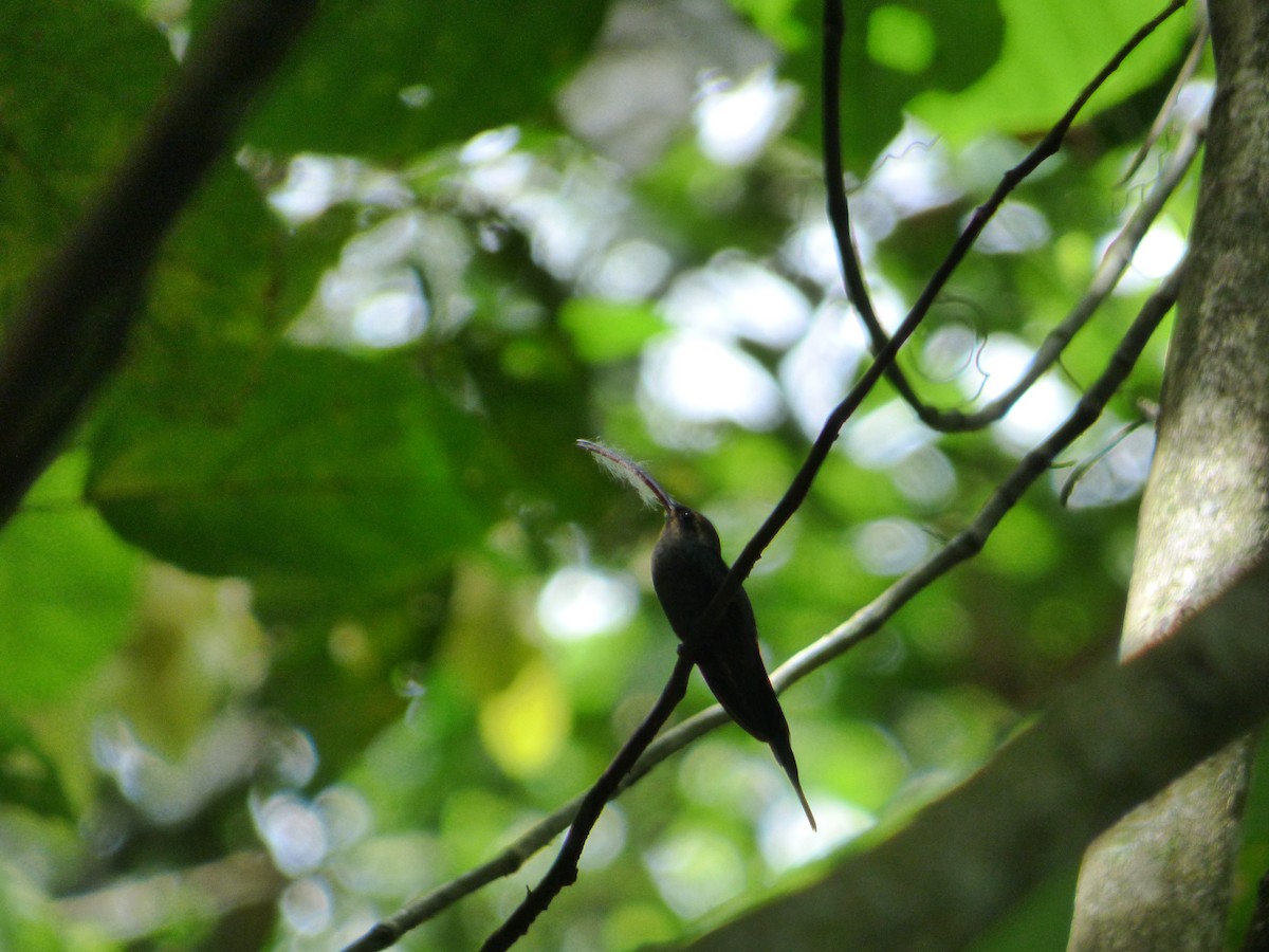 Зелёный колибри-отшельник - ML188625611