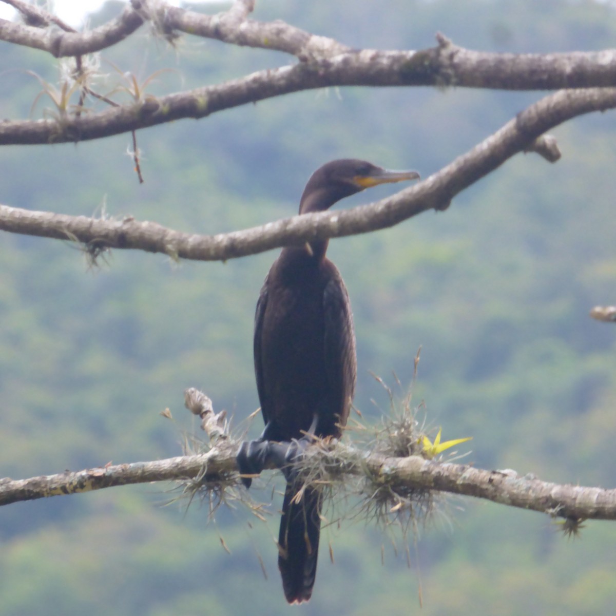 Neotropic Cormorant - ML188626031