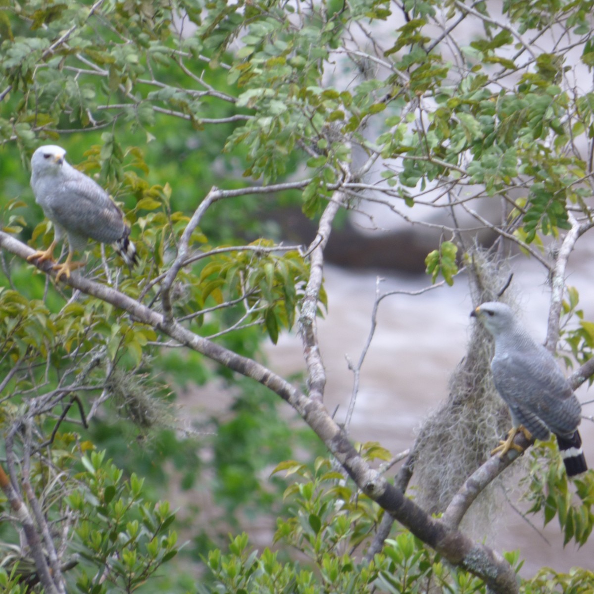 Gray-lined Hawk - ML188626541