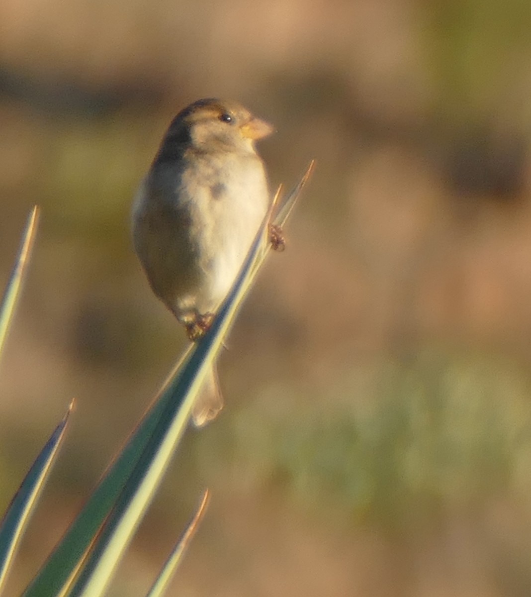 House Sparrow - ML188627011