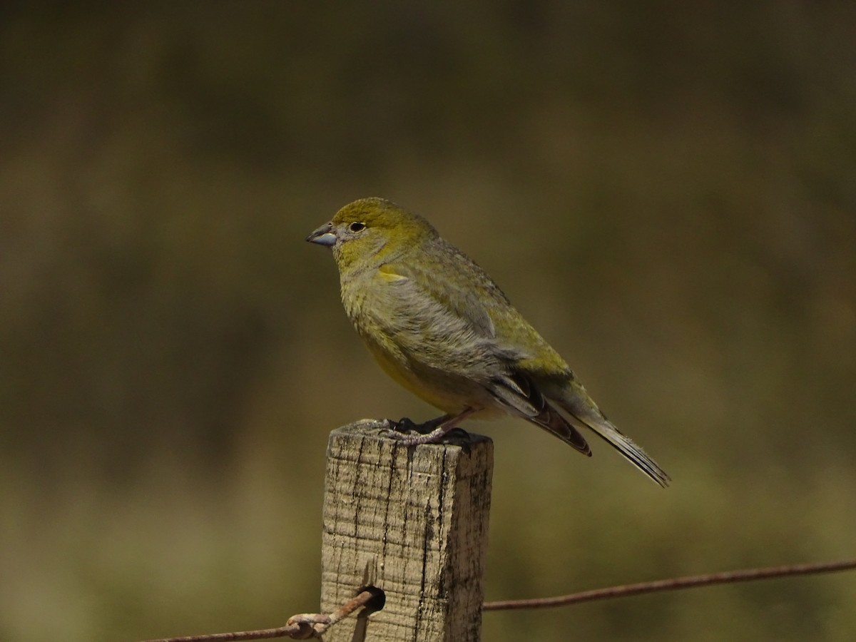 Patagonian Yellow-Finch - Andrés de Miguel