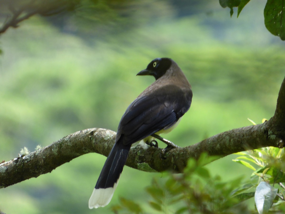 Black-chested Jay - ML188628301