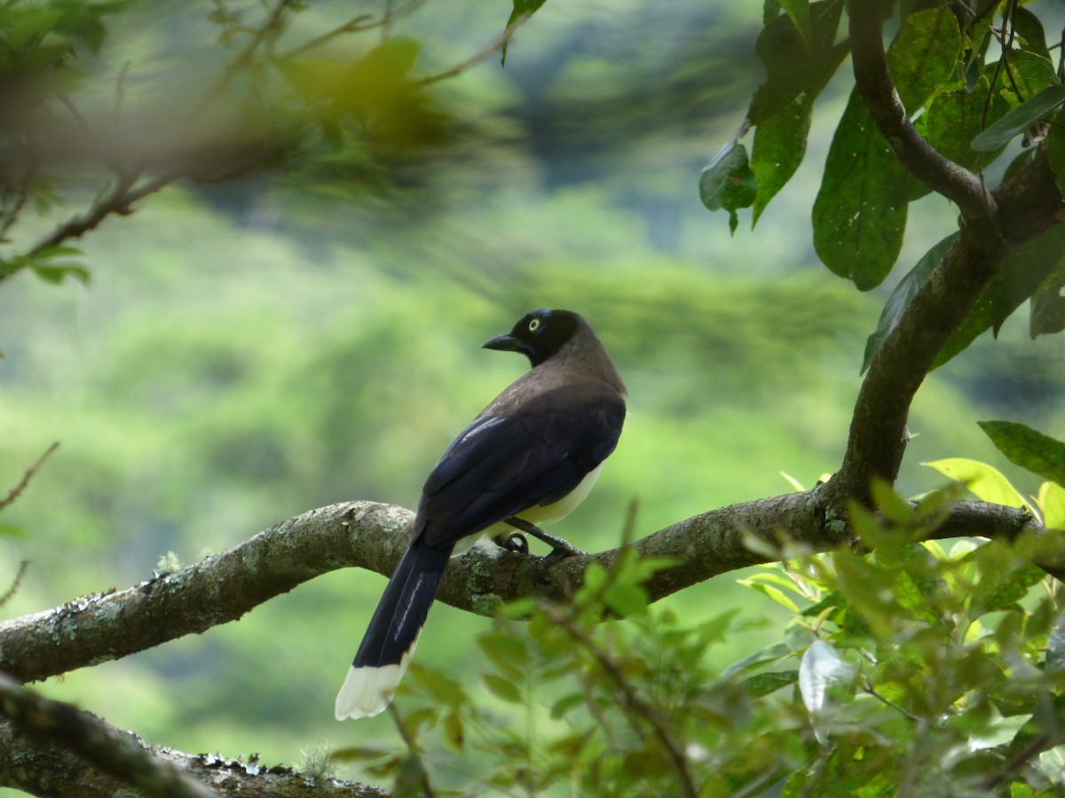 Black-chested Jay - ML188628391