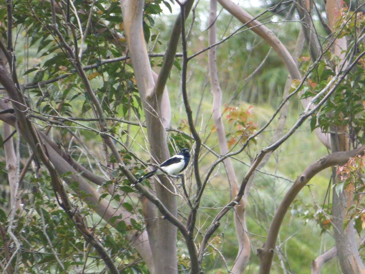 Magpie Tanager - ML188628661