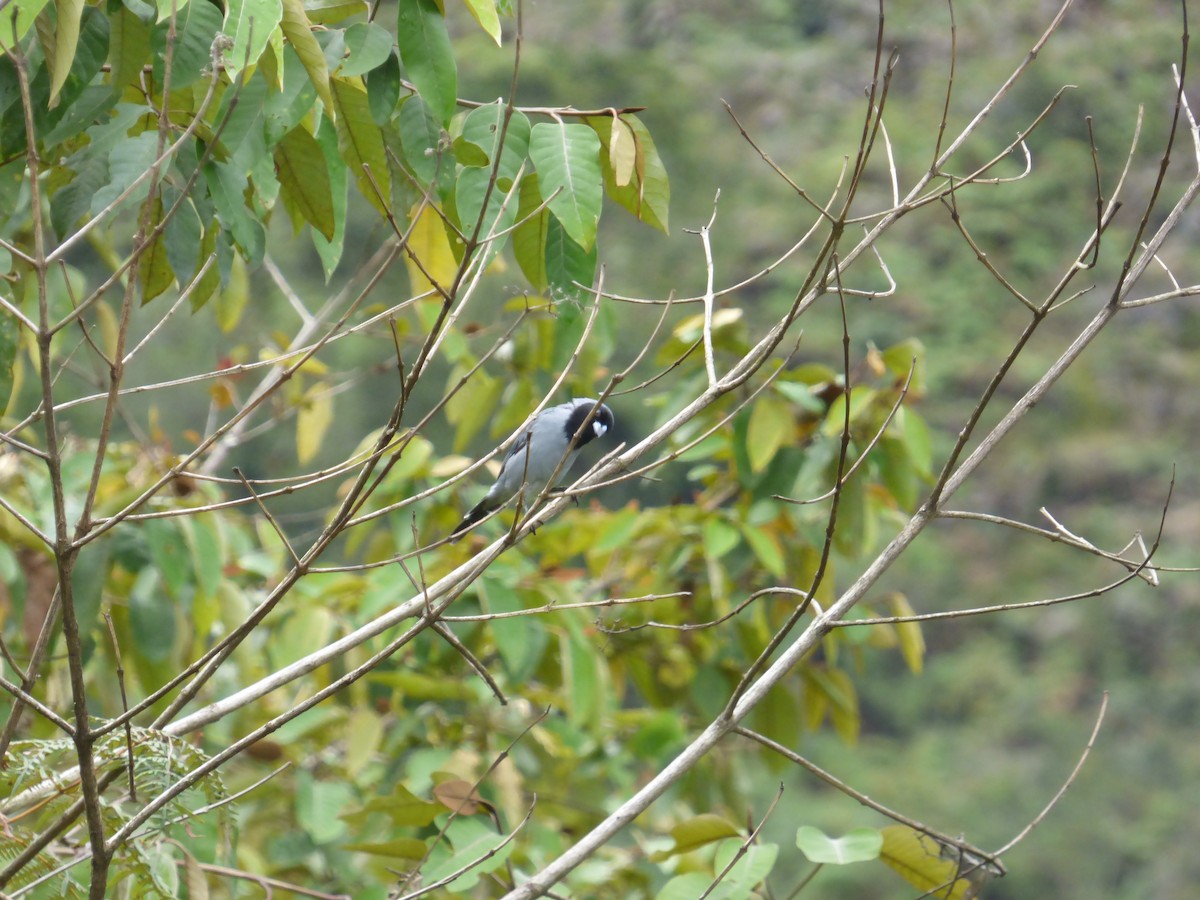 Black-faced Tanager - ML188628911