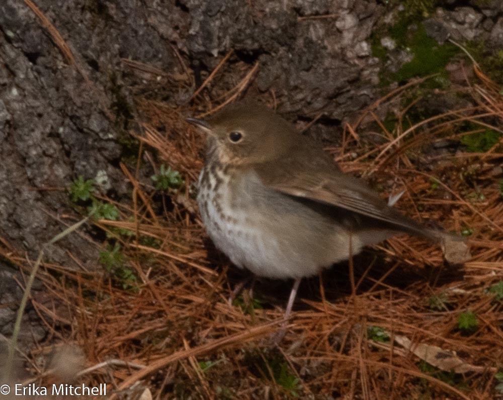 Hermit Thrush - ML188629291