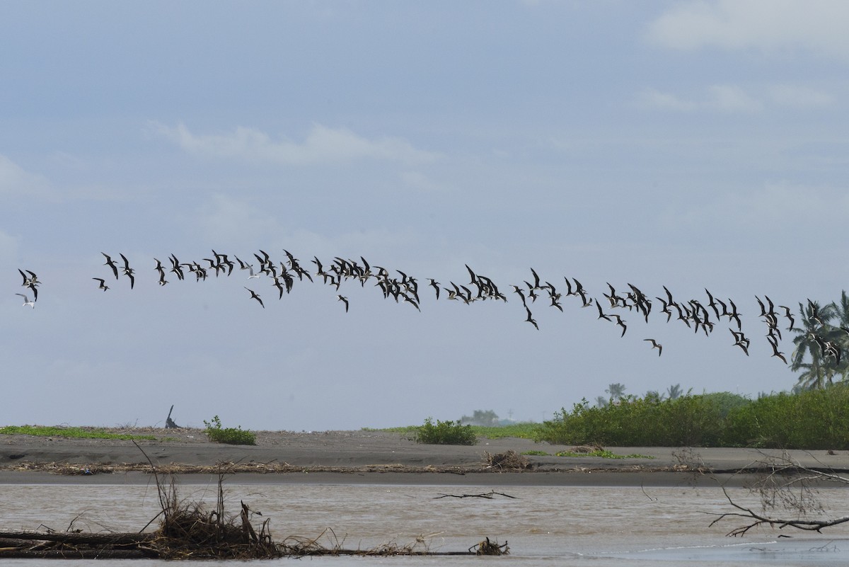 Black Skimmer - ML188629631