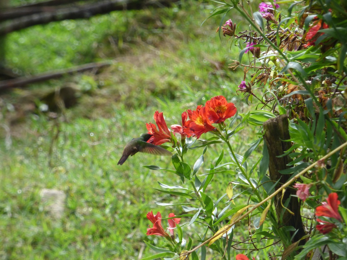 Green-bellied Hummingbird - ML188630071