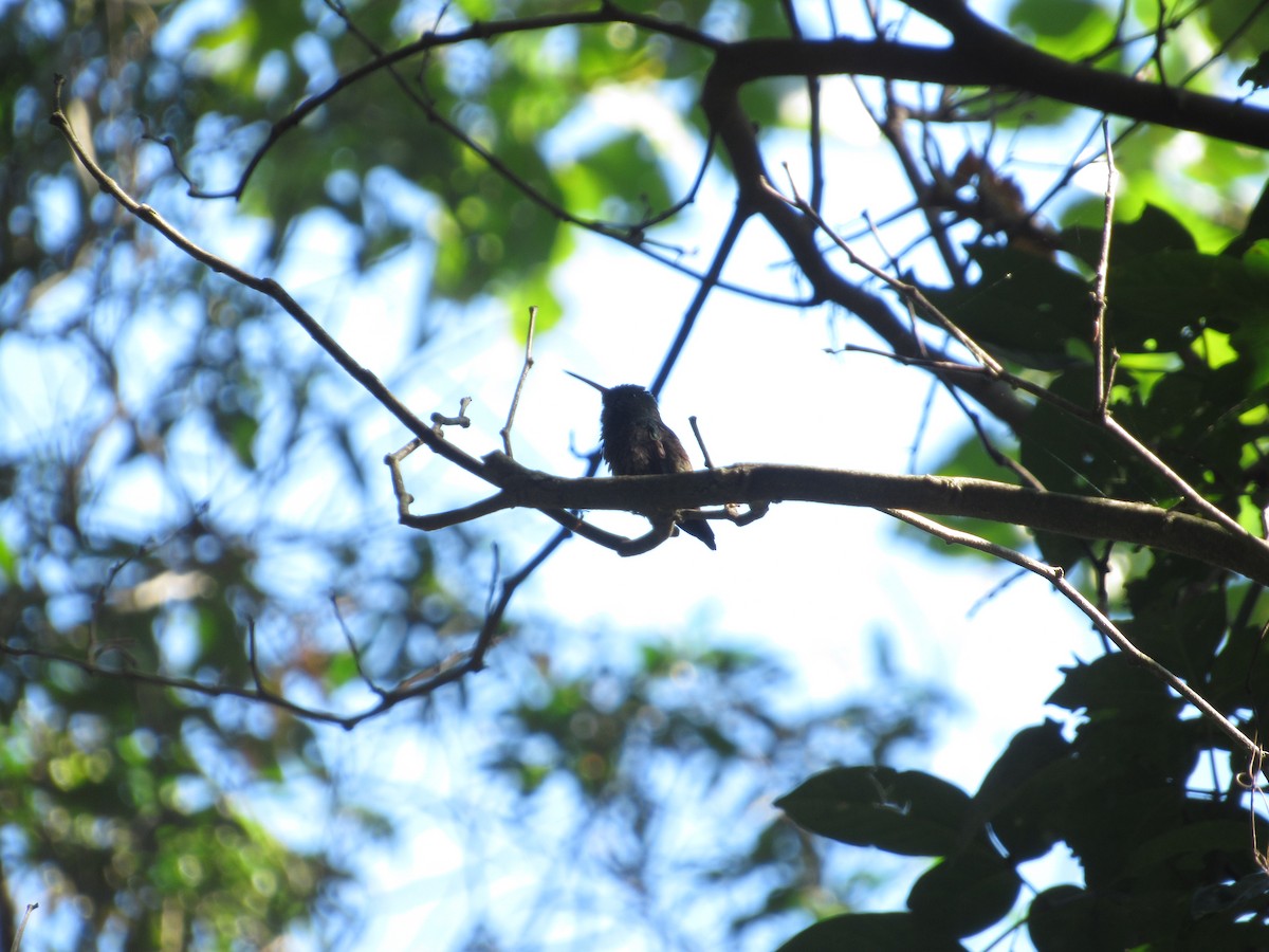 Berylline Hummingbird - ML188630091