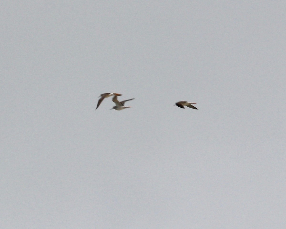 gulbeinsnipe/plystresnipe - ML188630161