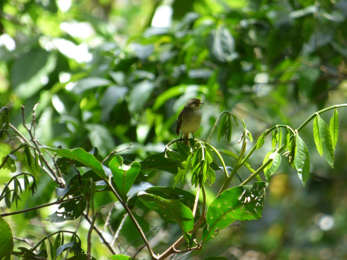 Golden-faced Tyrannulet - ML188630281