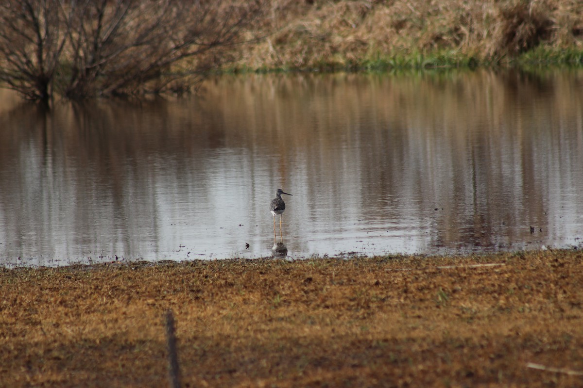 Greater Yellowlegs - ML188631151