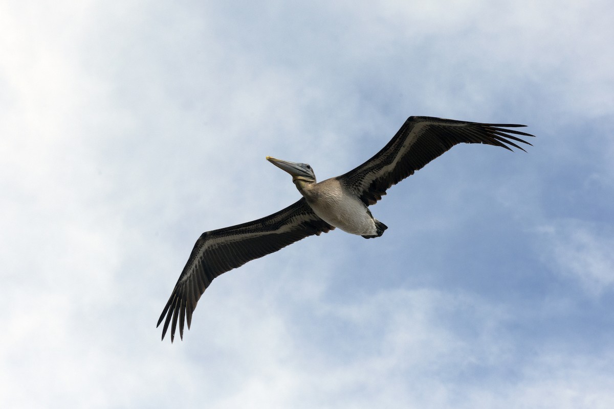 pelikán hnědý - ML188631551