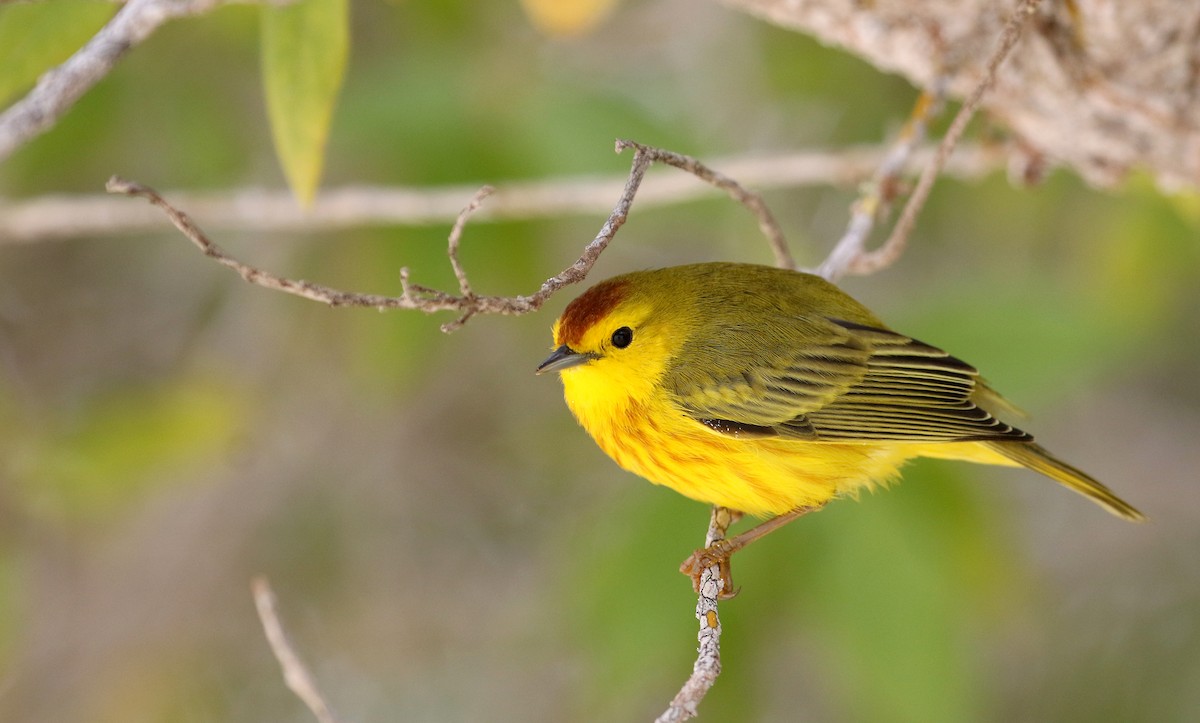 Yellow Warbler (Galapagos) - Jay McGowan