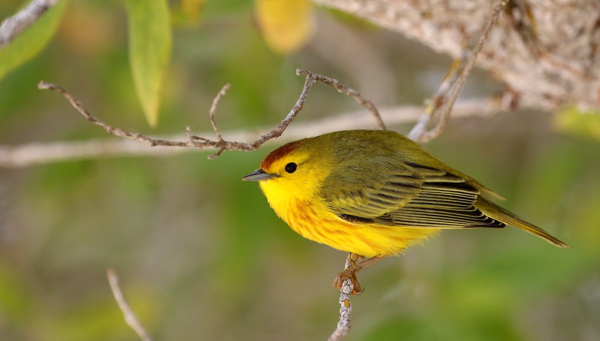 Yellow Warbler (Galapagos) - Jay McGowan