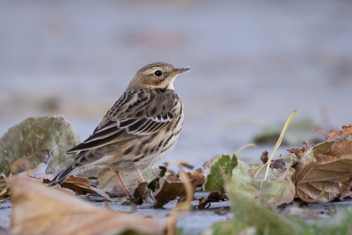 Pipit à gorge rousse - ML188633351