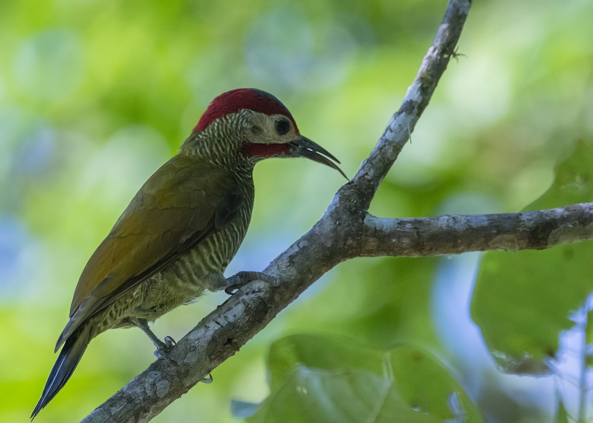 Golden-olive Woodpecker - ML188633571