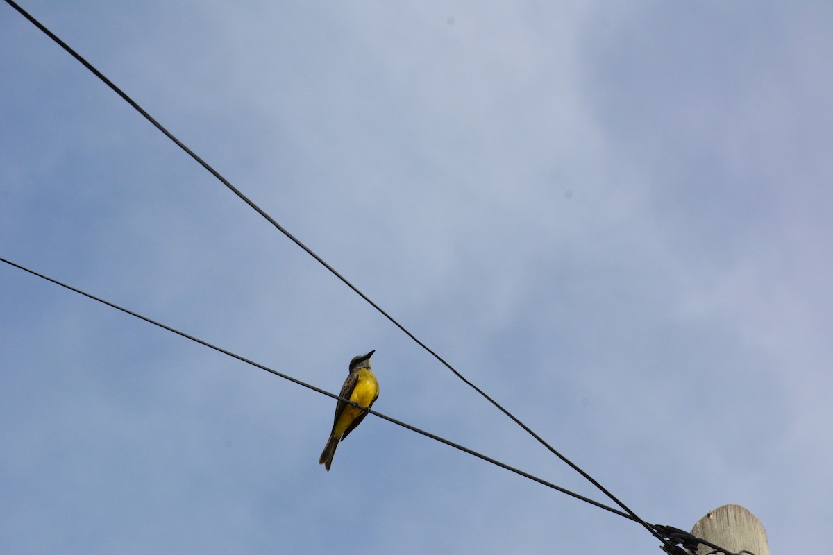 Tropical Kingbird - Tomás Garcia