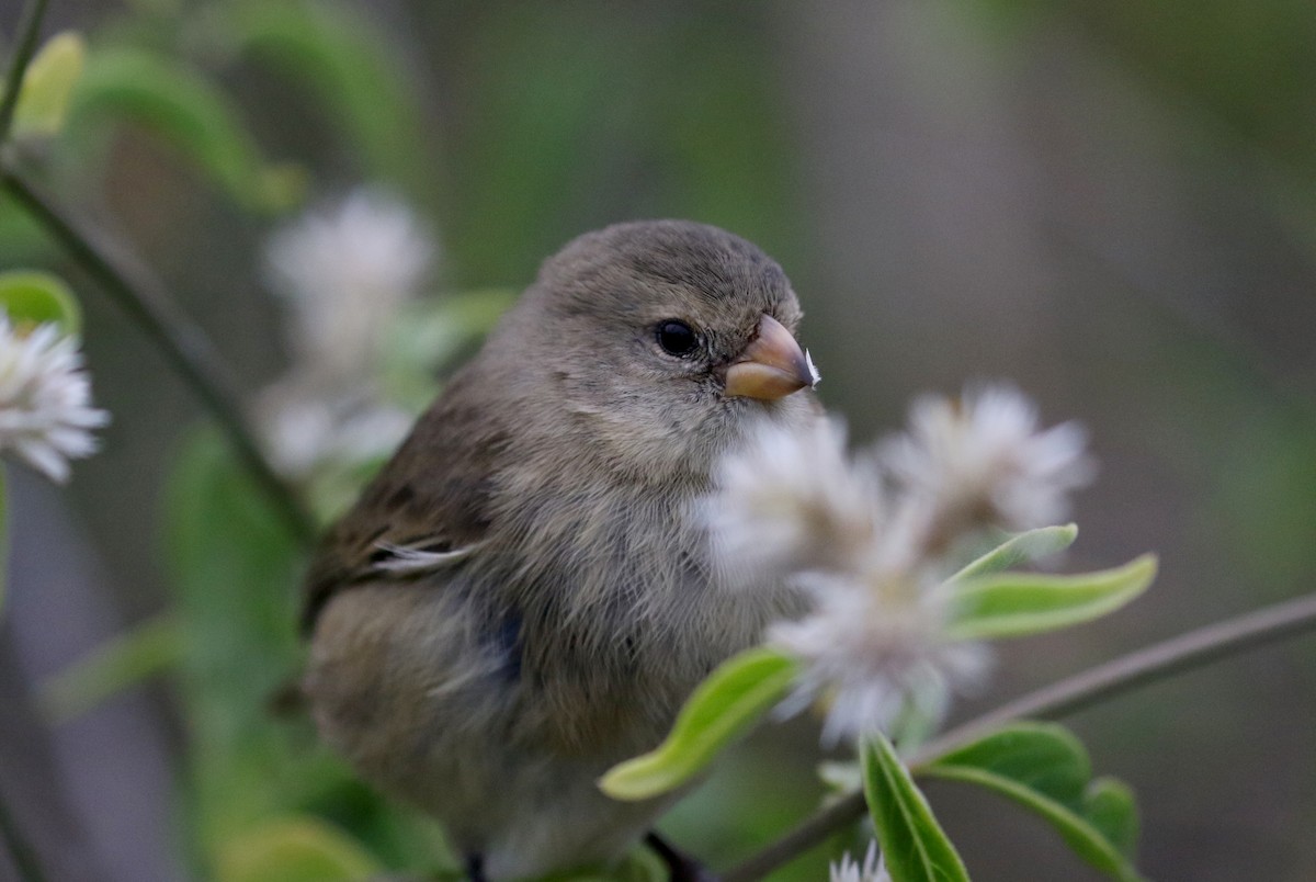 Small Tree-Finch - Jay McGowan