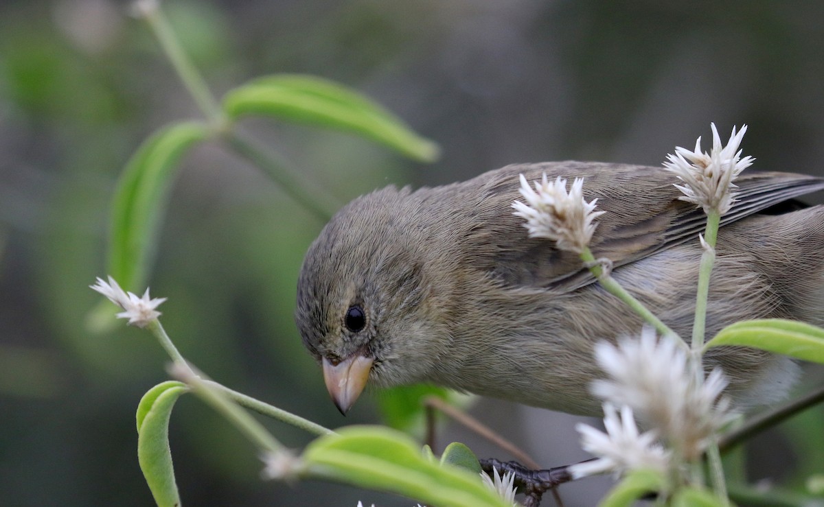 Small Tree-Finch - Jay McGowan