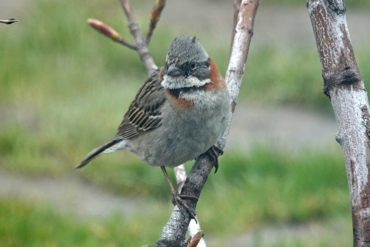 Rufous-collared Sparrow - Peter Woodall
