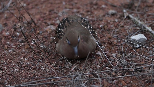 Galapagos Dove - ML188639091