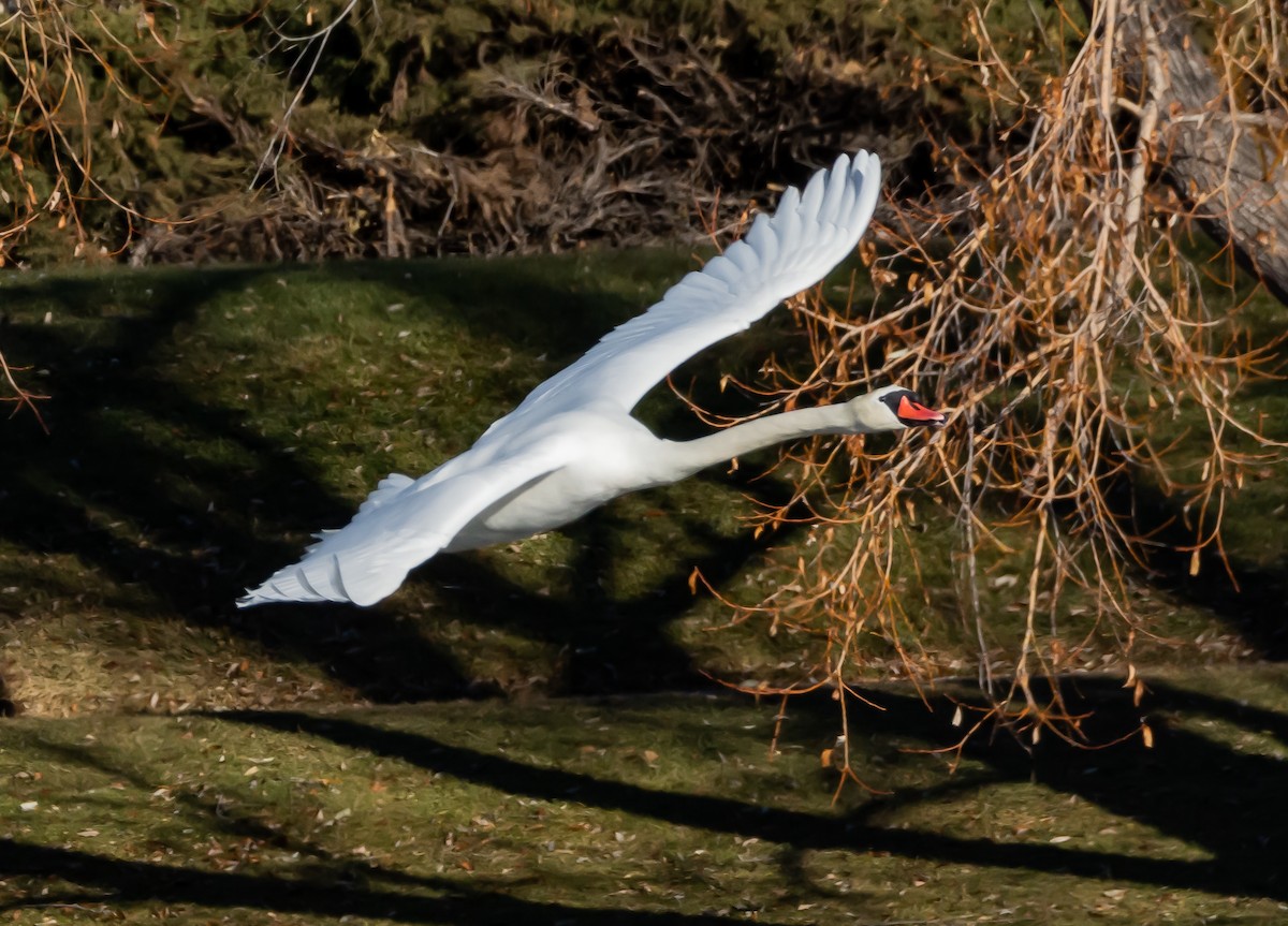 Mute Swan - ML188639161