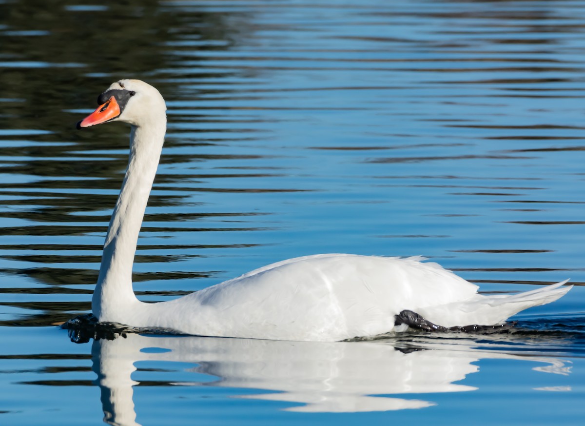 Mute Swan - ML188639191