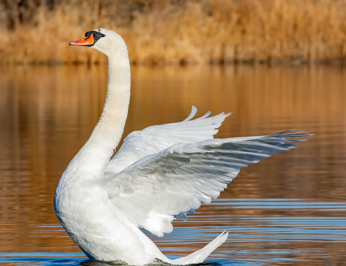 Mute Swan - ML188639201