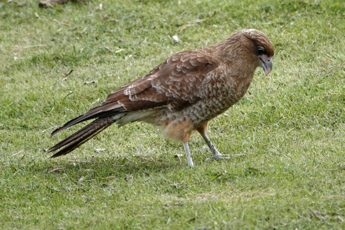 Chimango Caracara - ML188639851