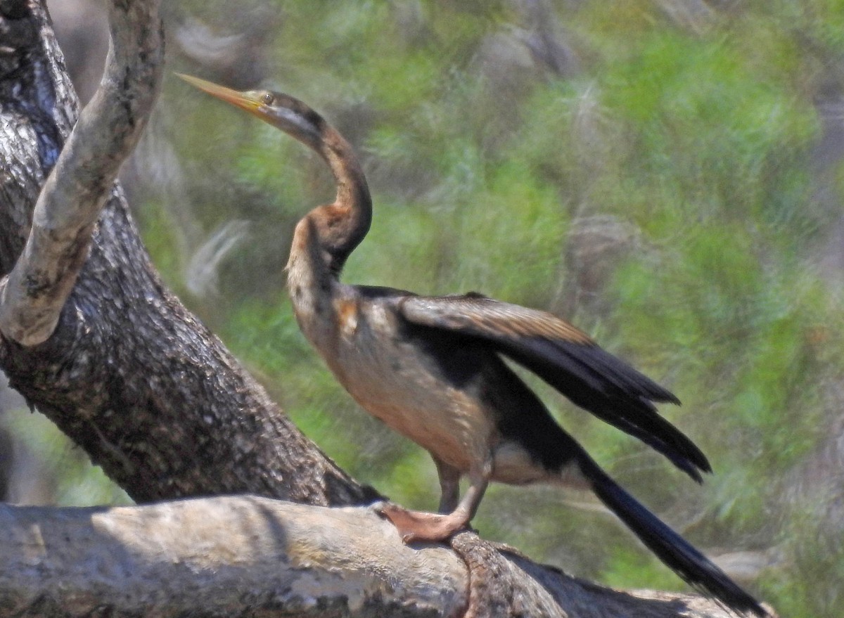 anhinga australská - ML188639871