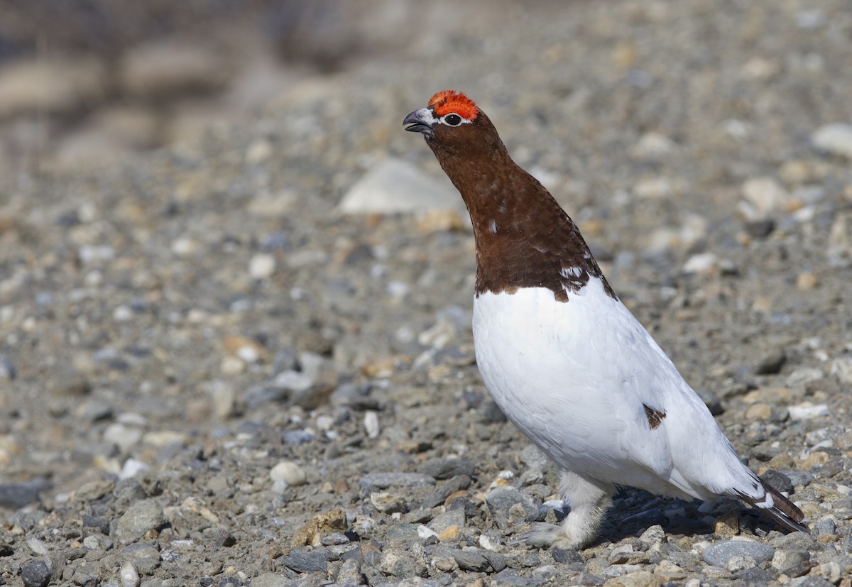 Willow Ptarmigan - ML188640431