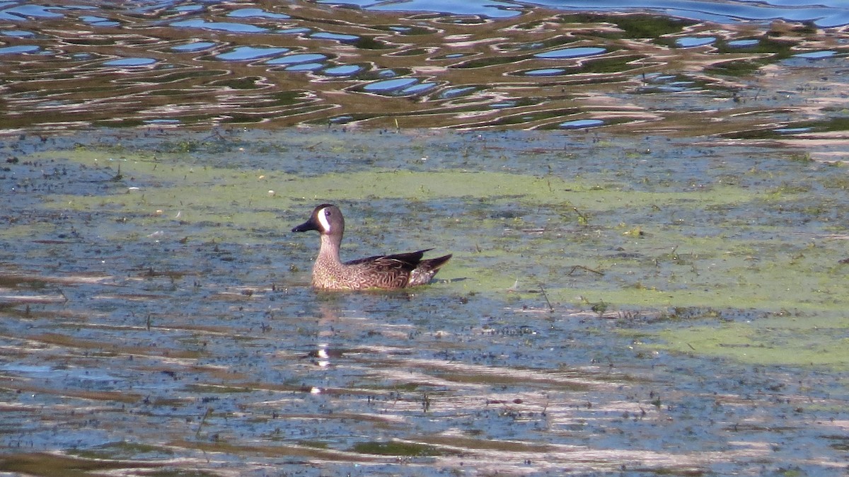 Blue-winged Teal - ML188640551