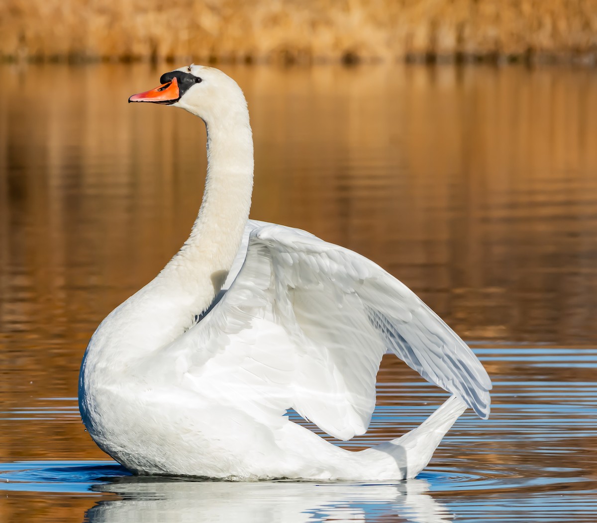 Mute Swan - ML188640751
