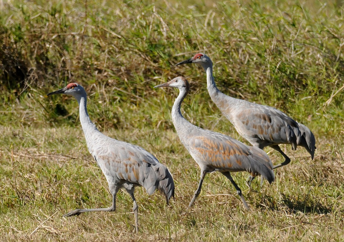 Sandhill Crane - ML188641401