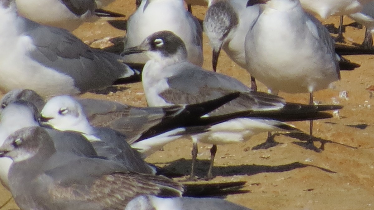 Franklin's Gull - ML188642301