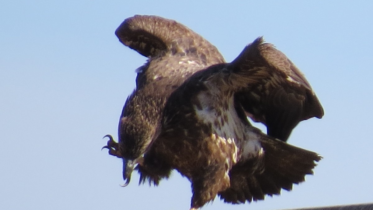 Bald Eagle - ML188642651