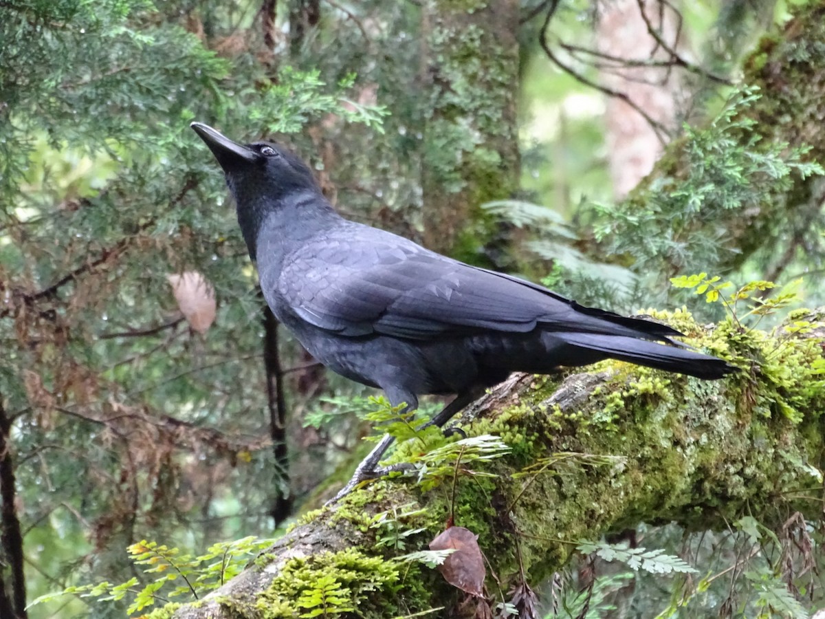 Large-billed Crow (Indian Jungle) - ML188642861