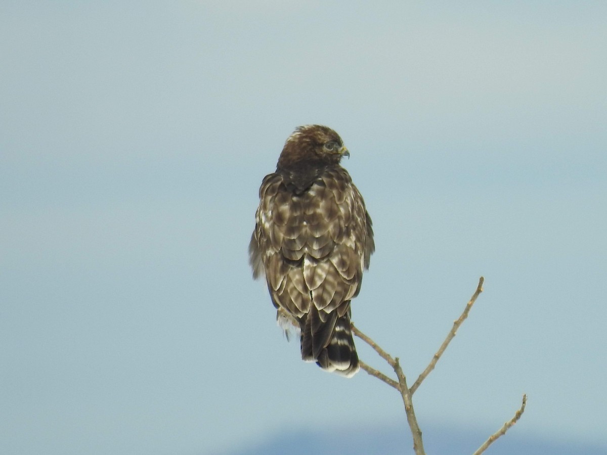 Red-shouldered Hawk - Bruce Hoover