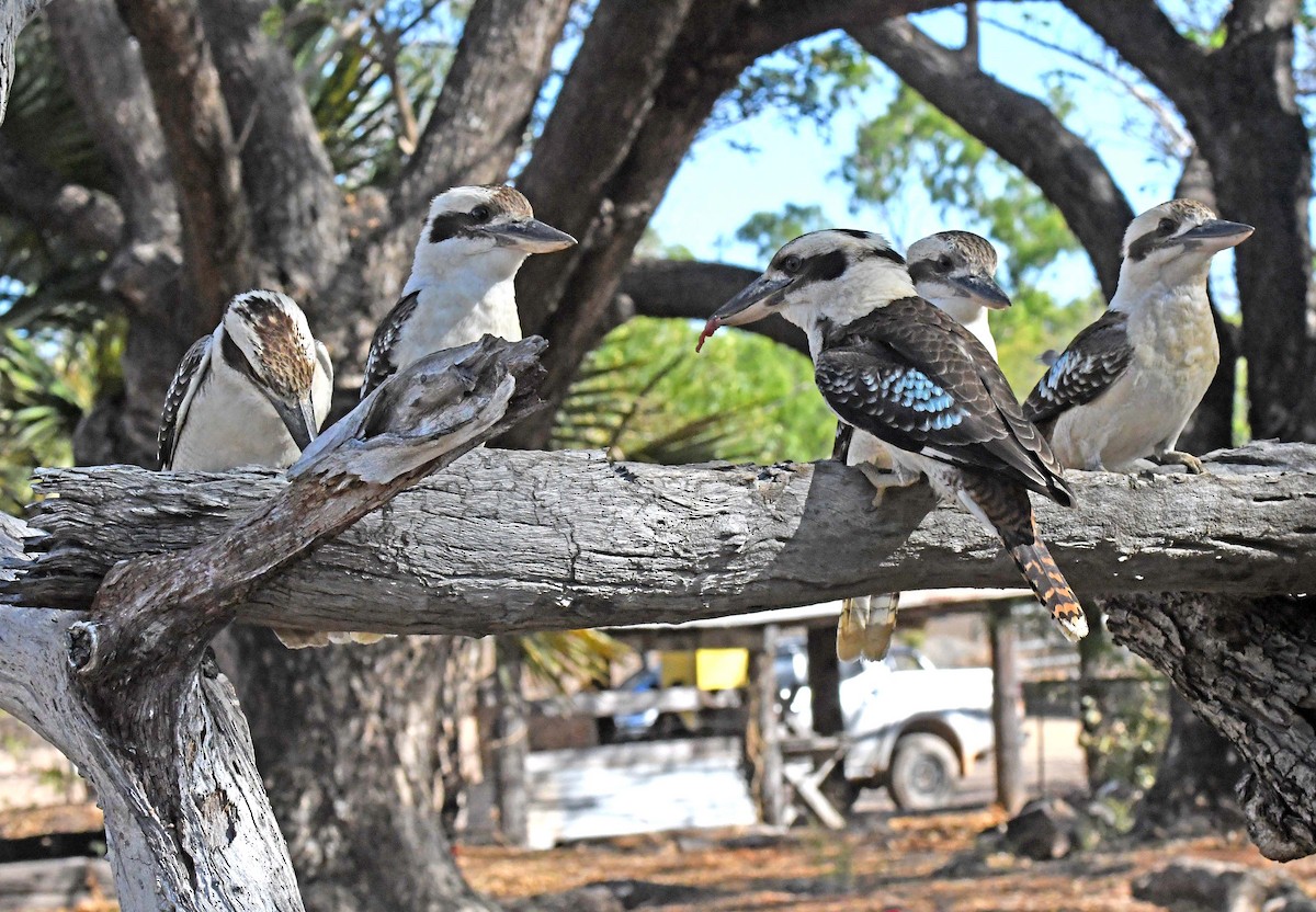 Laughing Kookaburra - ML188644611