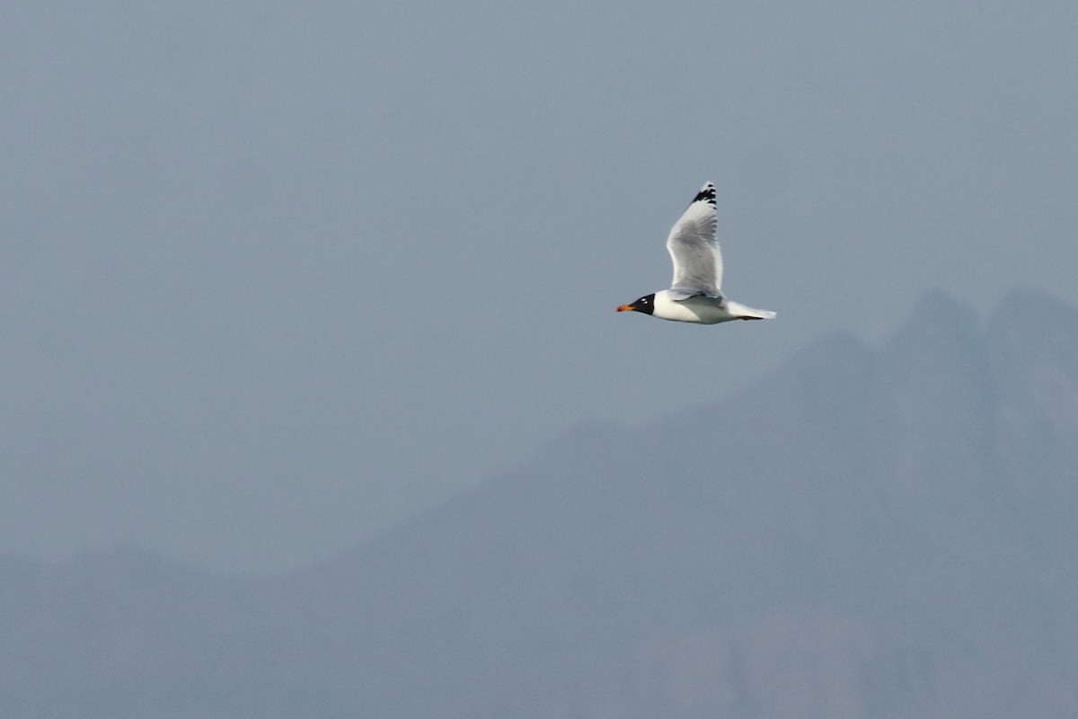 Pallas's Gull - ML188644961