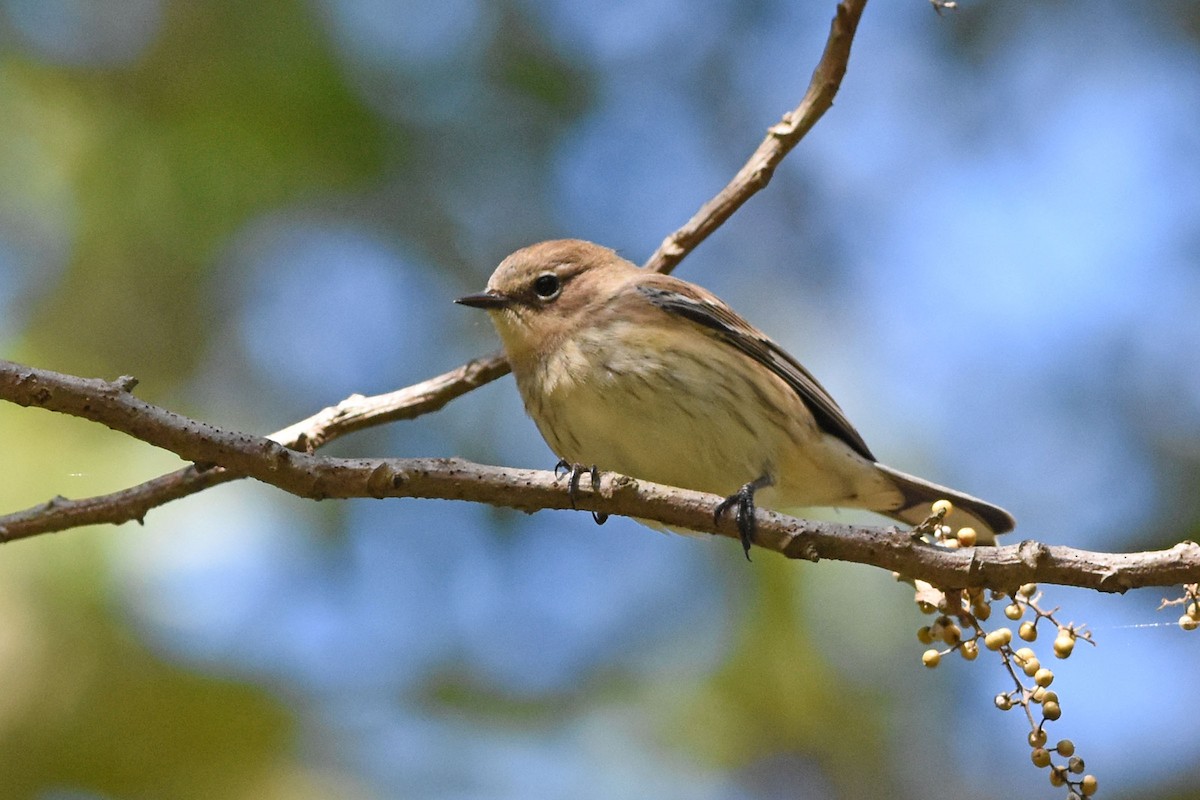 Yellow-rumped Warbler (Myrtle) - ML188645651